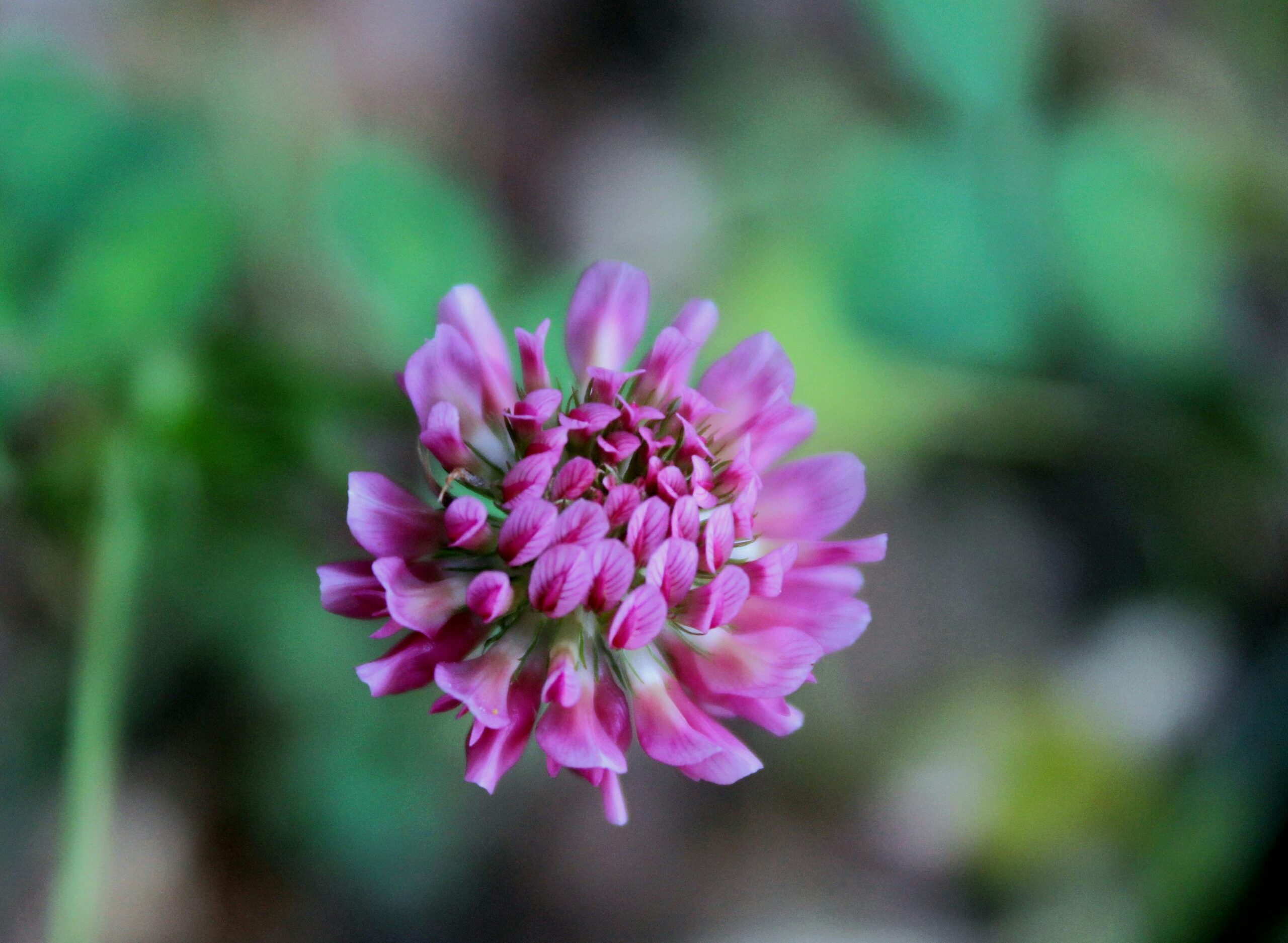 Comparación de flores