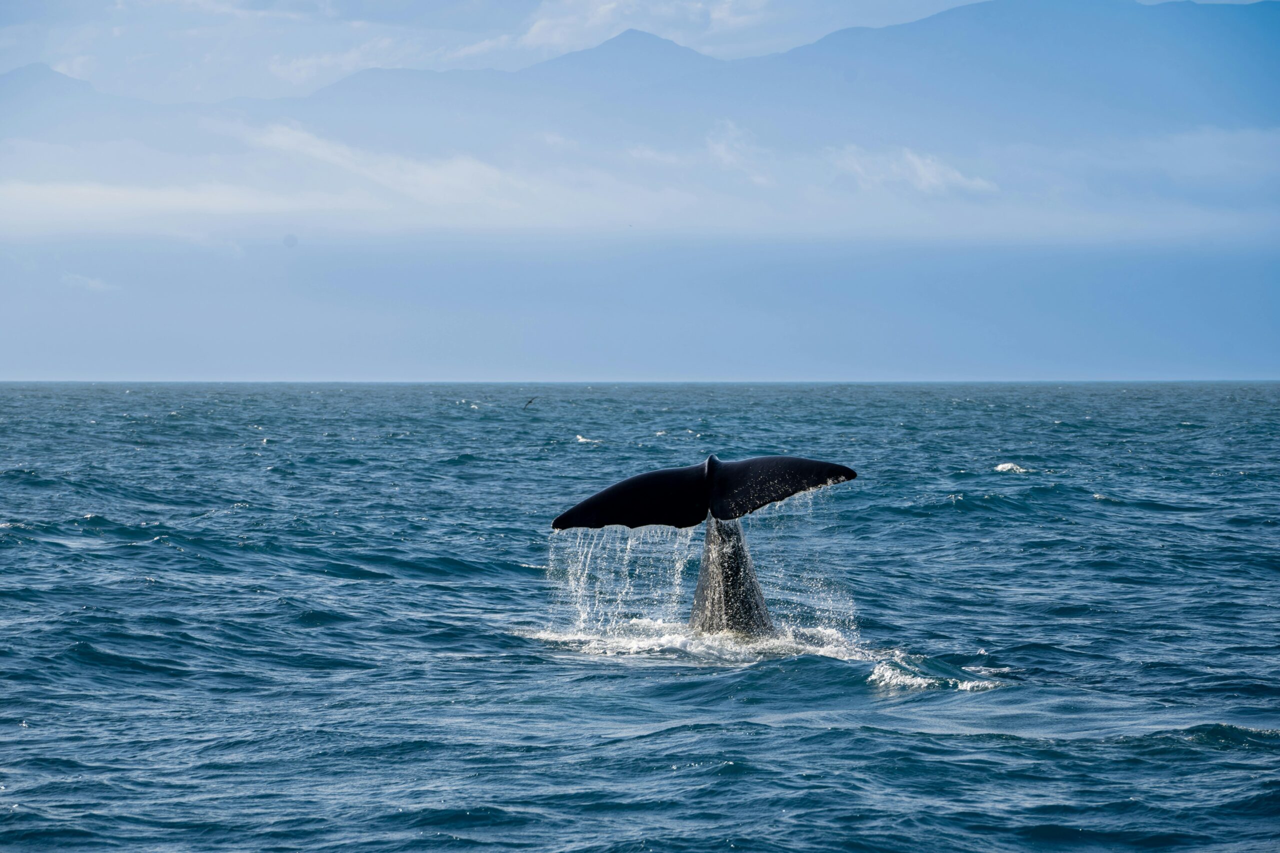 Ballena franca del Atlántico norte