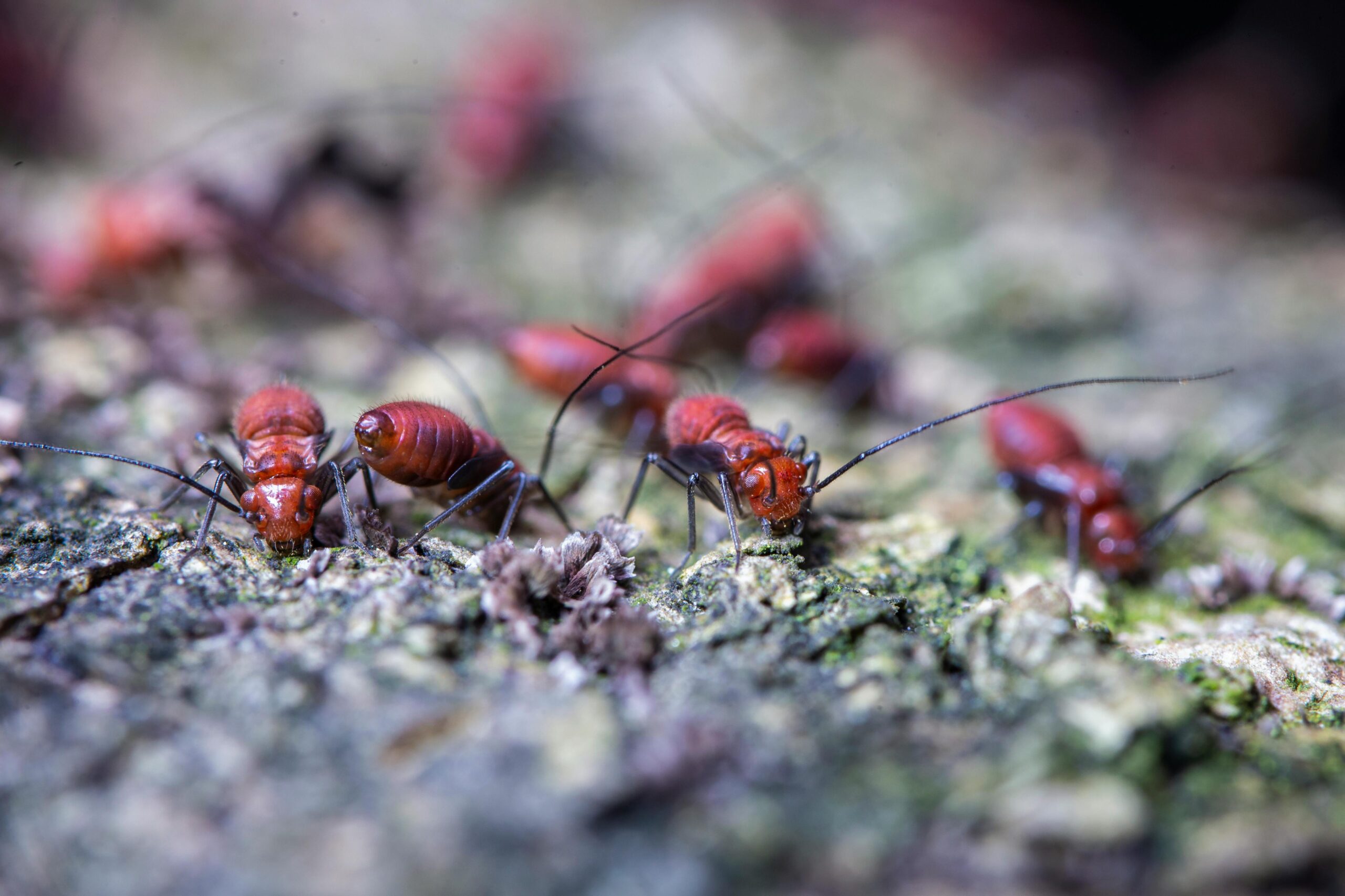 Microorganismos en las alturas