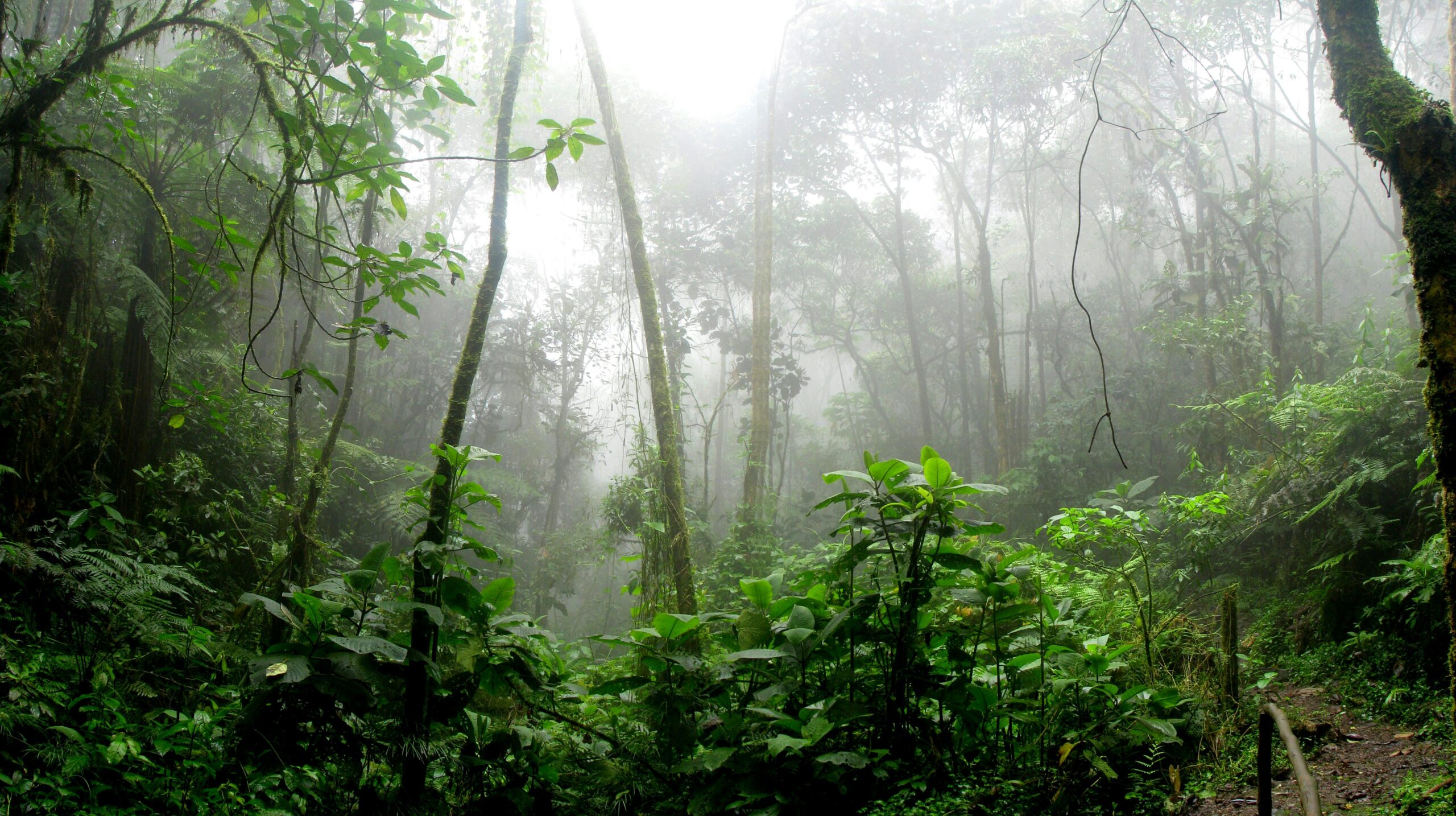 Bosque replantado en Australia