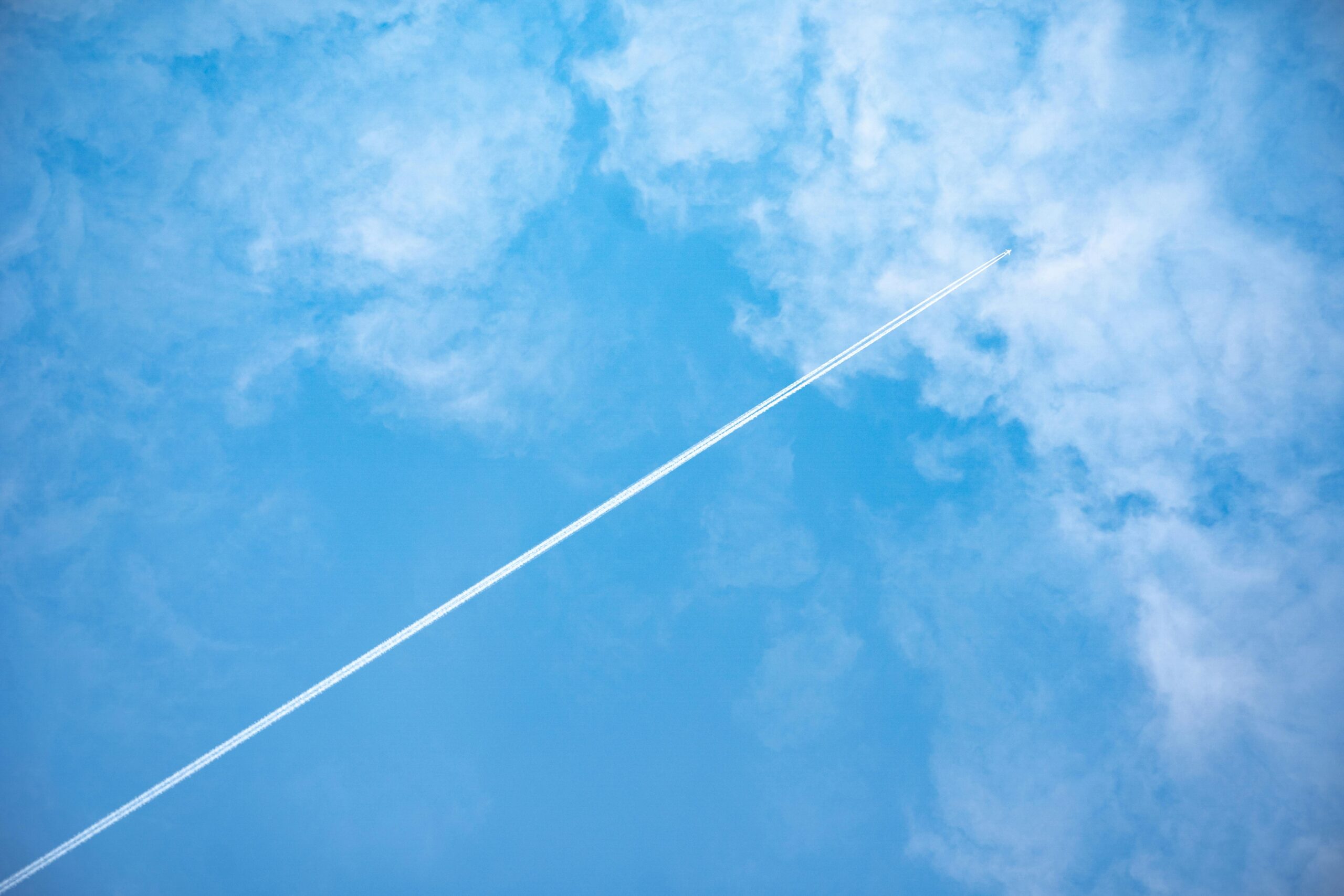 imagen de un ave volando