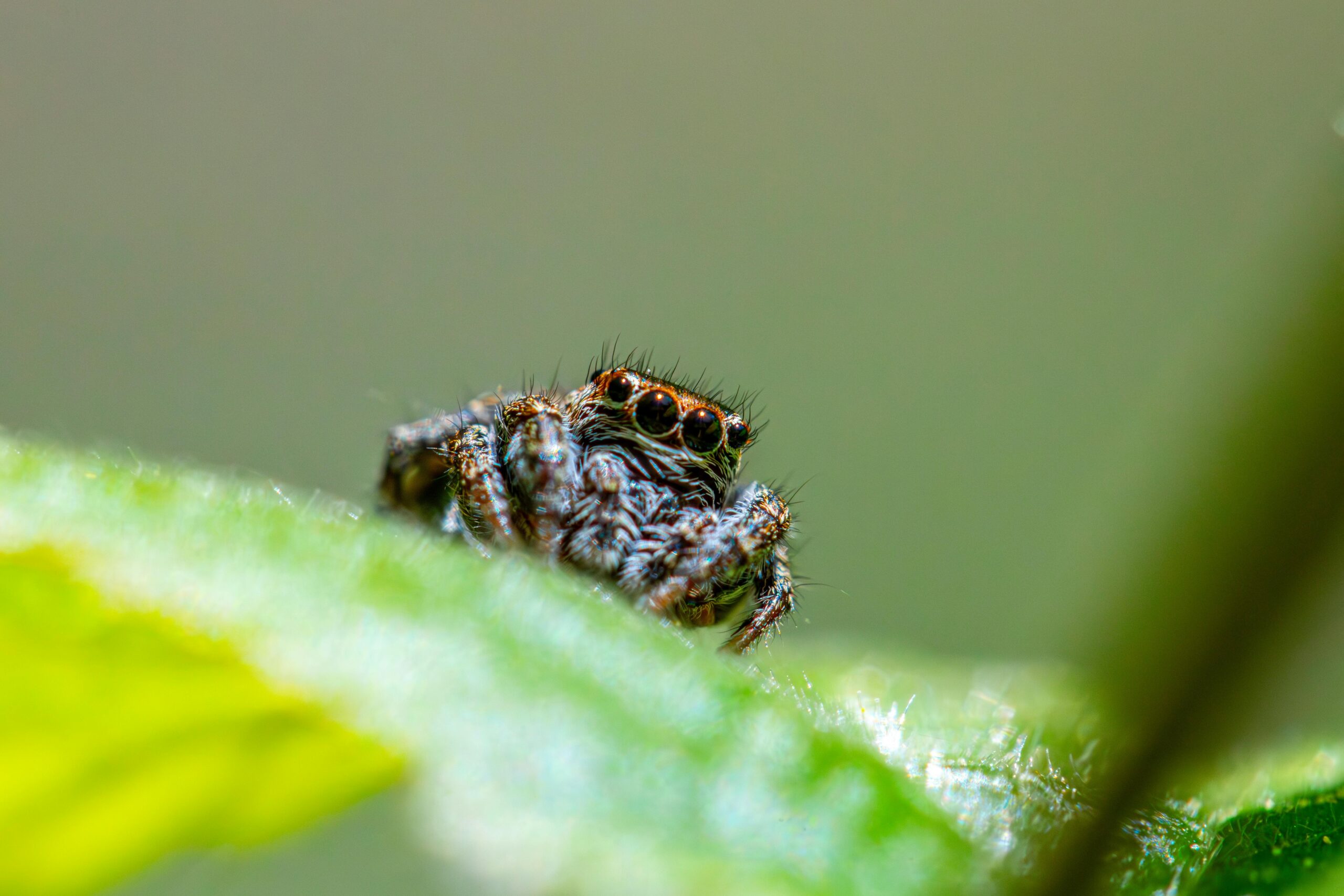 Conservación de especies