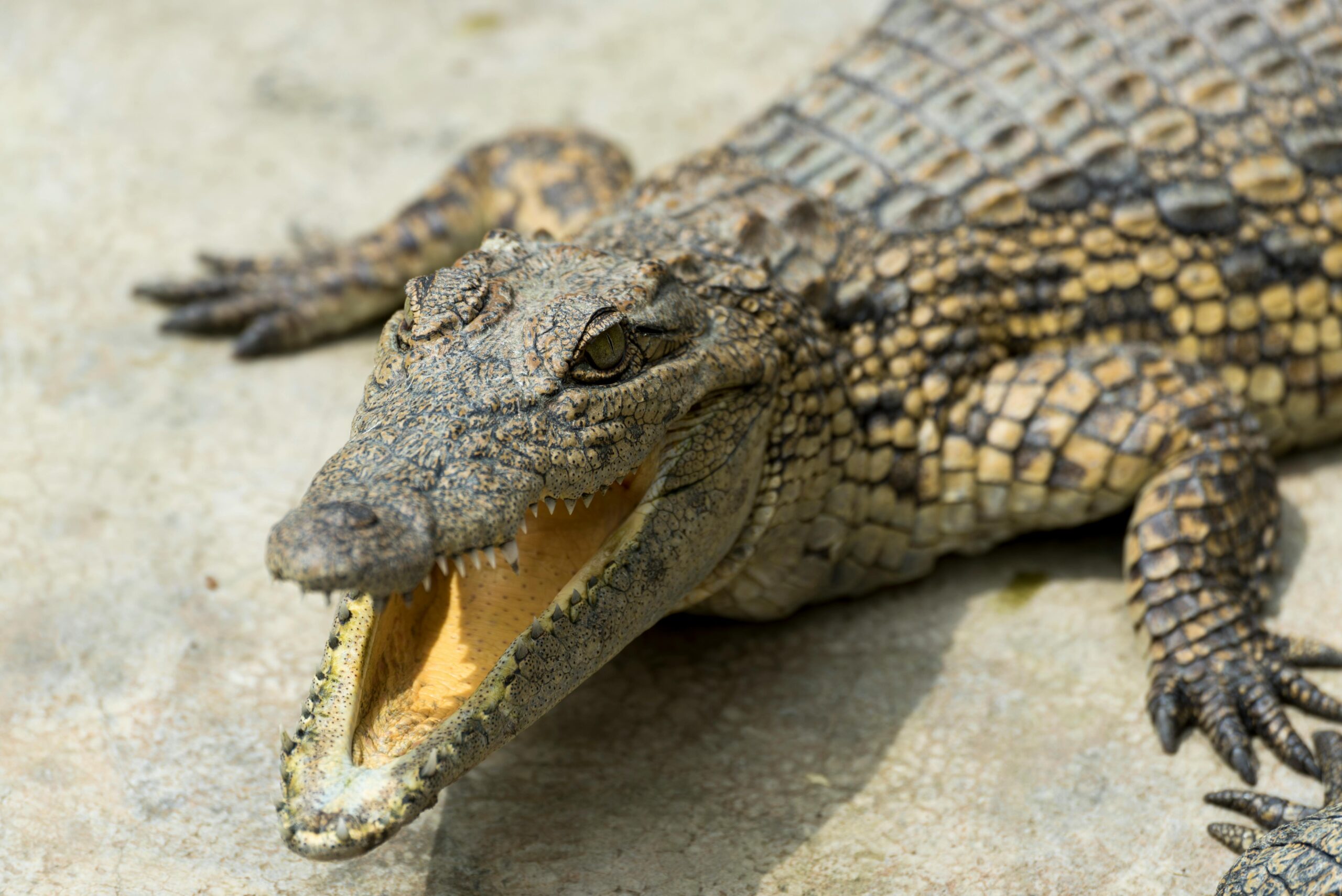 Conservación en Uganda