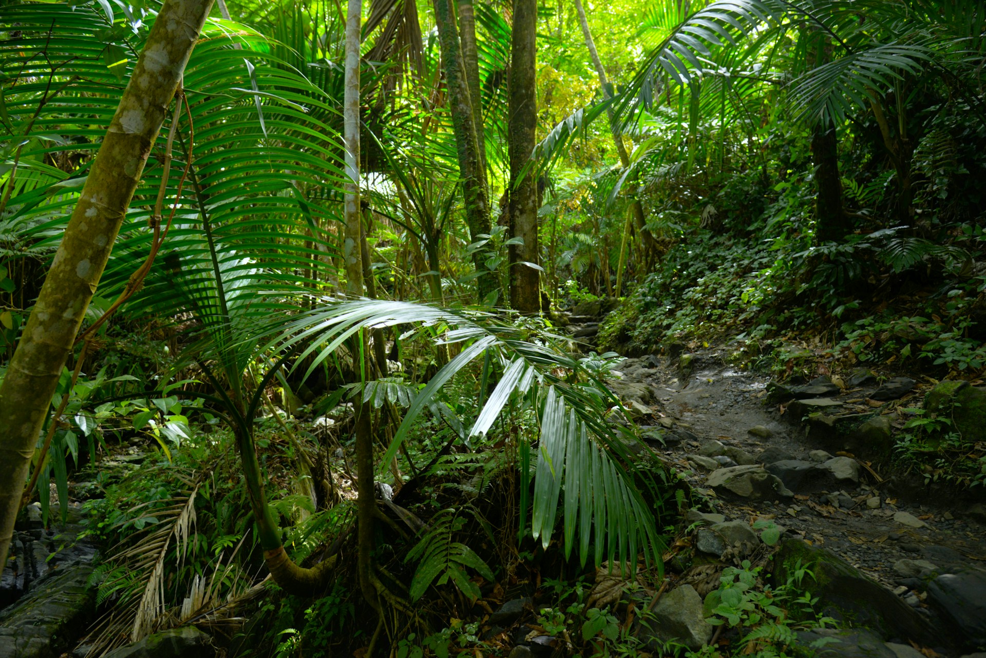 Hawaii rainforest ecosystem