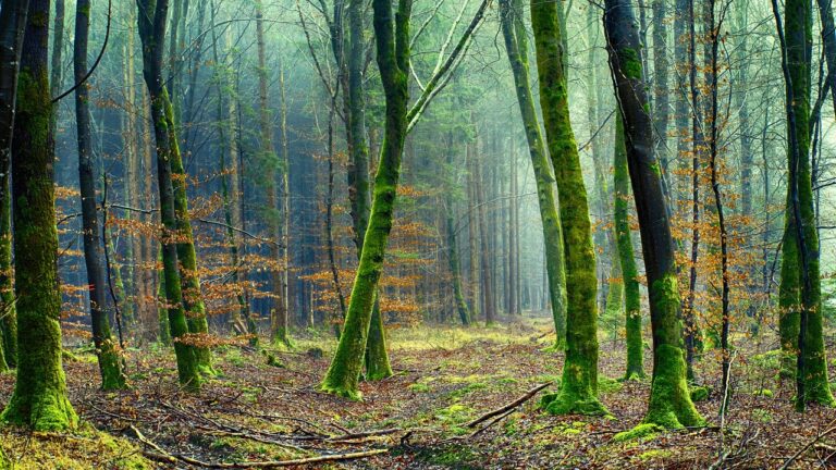 termite ecosystem forest